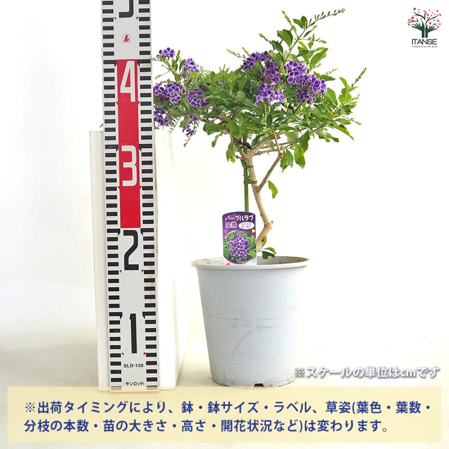デュランタ宝塚 花木苗 4号/1個売り デュランタ タイワンレンギョウ