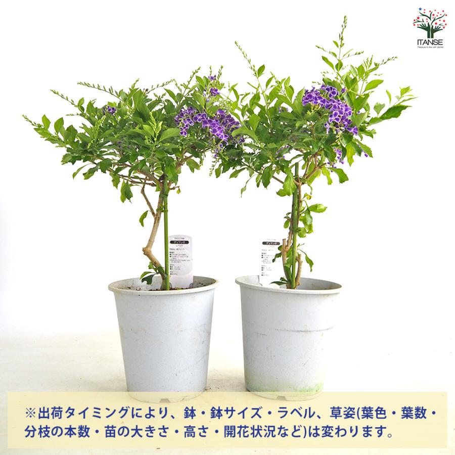 デュランタ宝塚 花木苗 4号/1個売り デュランタ タイワンレンギョウ
