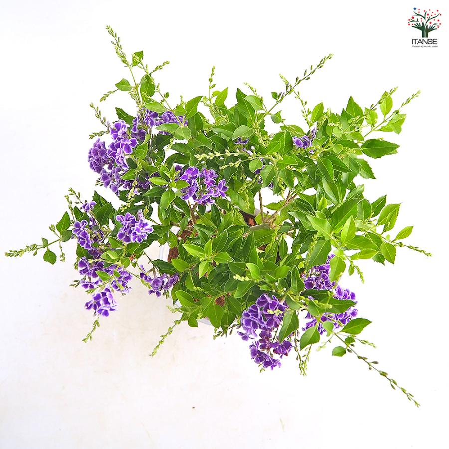 デュランタ宝塚 花木苗 4号/1個売り デュランタ タイワンレンギョウ