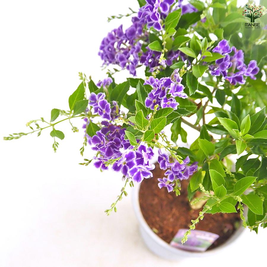 デュランタ宝塚 花木苗 4号/1個売り デュランタ タイワンレンギョウ