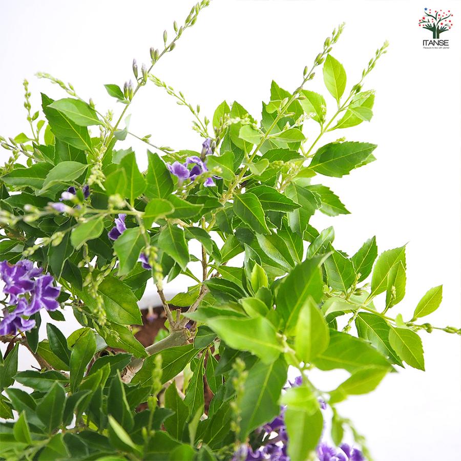 デュランタ宝塚 花木苗 4号/1個売り デュランタ タイワンレンギョウ