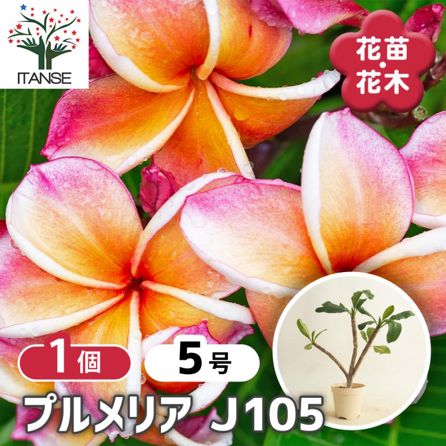 プルメリアの苗 J105 花木苗 5号/1個売り プルメリア プルメリアの苗木