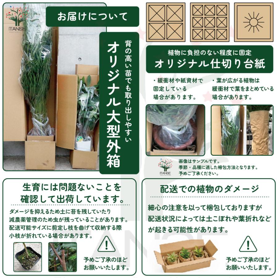 プルメリア専用出品 プルメリア専用出品 専用出品 専用出品 専用出品