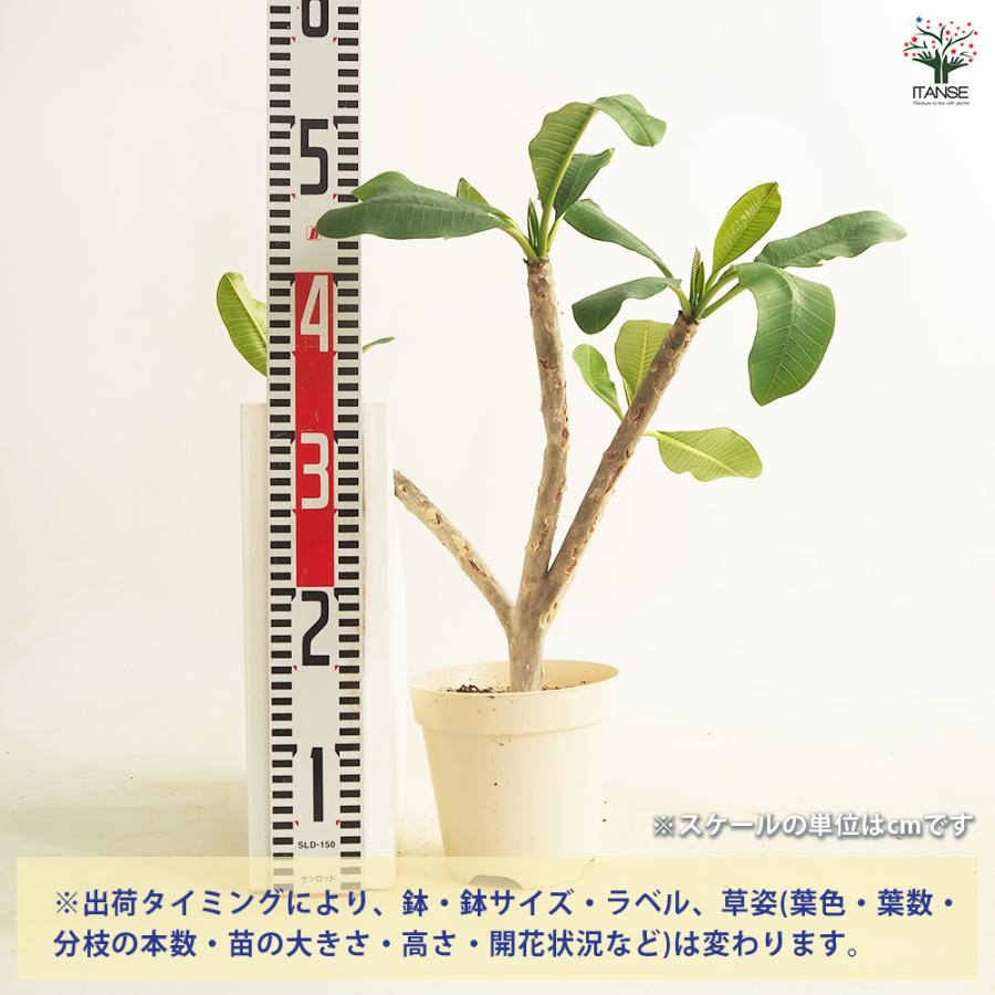 プルメリアの苗 J105 花木苗 5号/1個売り プルメリア プルメリアの苗木