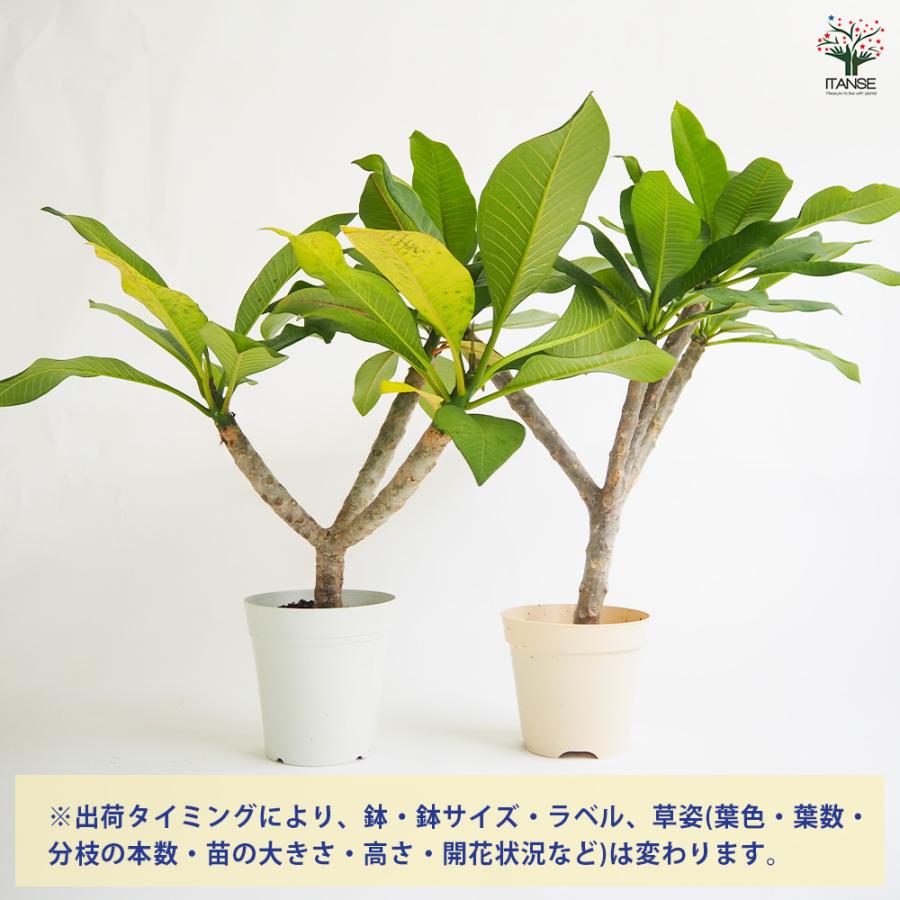 プルメリアの苗 J105 花木苗 5号/1個売り プルメリア プルメリアの苗木