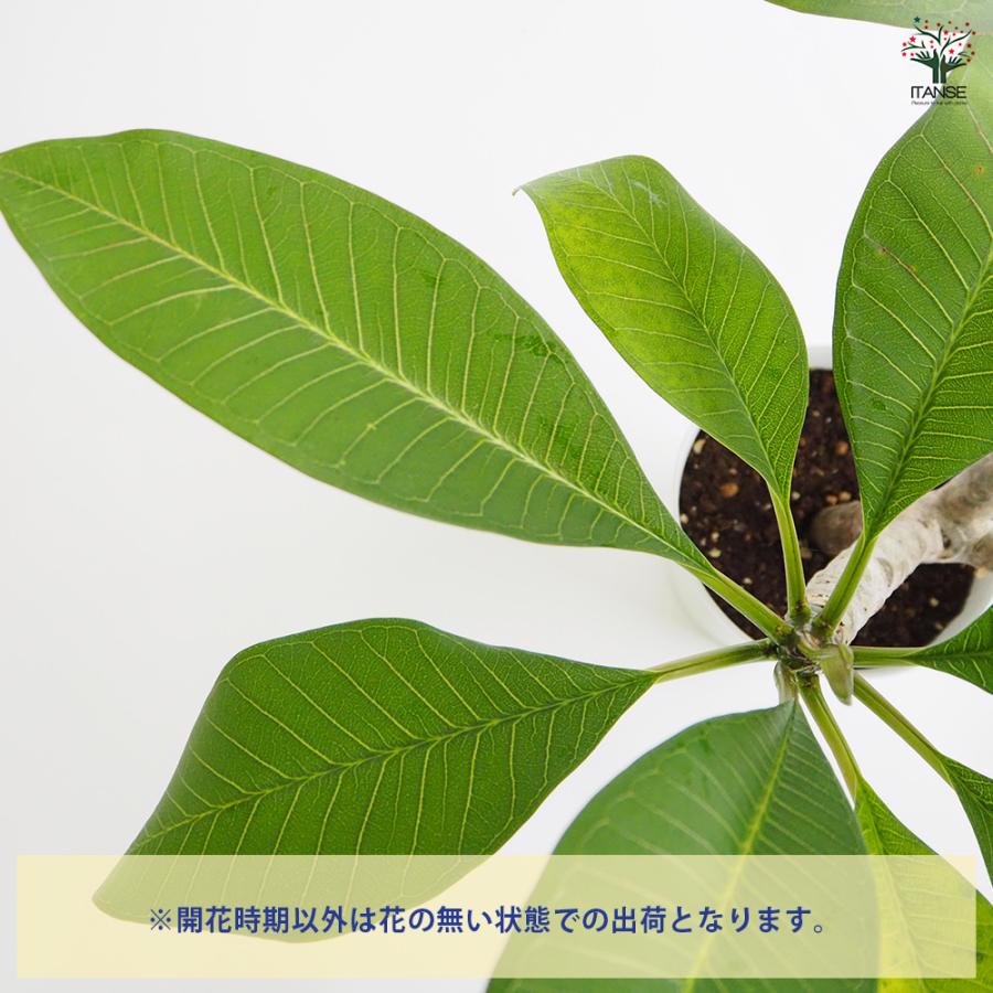 プルメリアの苗 J105 花木苗 5号/1個売り プルメリア プルメリアの苗木