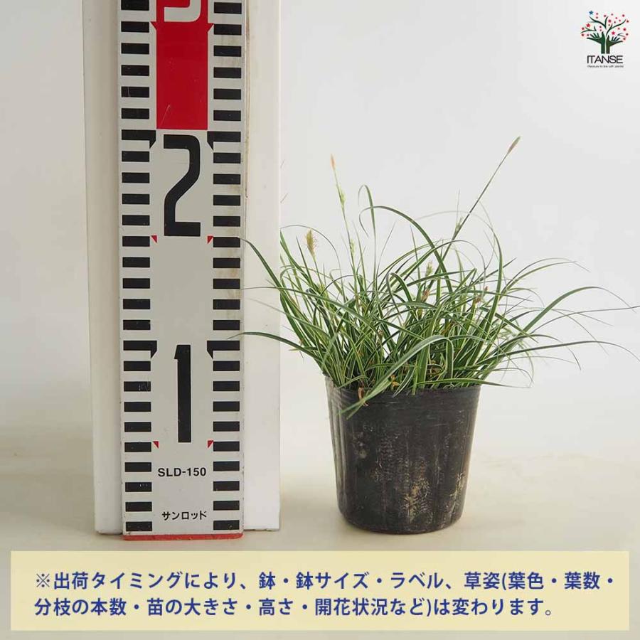 カレックス コニカ斑入り 花苗 3号/お買い得2個セット カラーリーフ 草