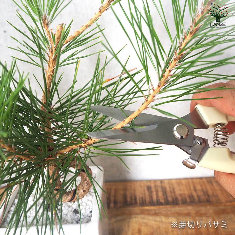 ITANSE らくらくバネ付 剪定＆芽切りバサミセット 園芸用はさみ 便利