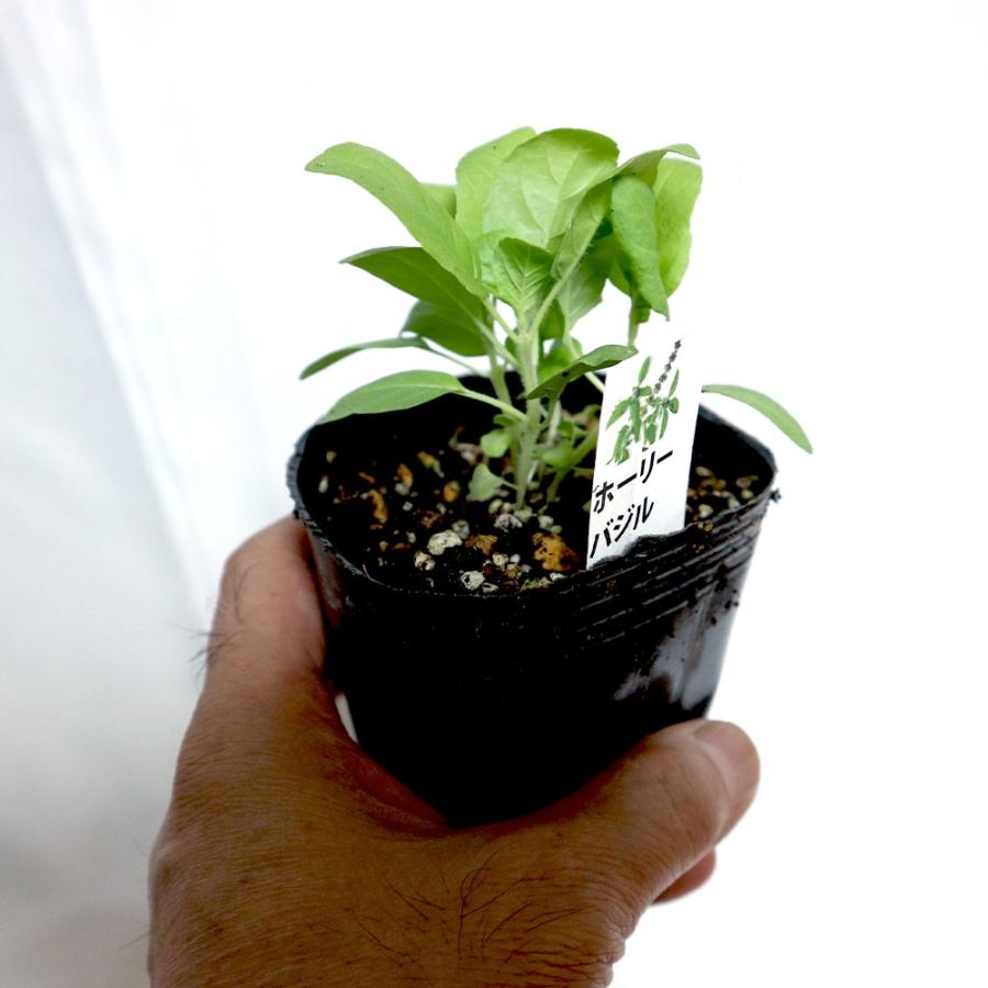 ハーブ苗 ホーリーバジル 9cmポット 3個セット 送料無料 Her 野菜苗 植物 青果物販売のitanse 通販 Yahoo ショッピング