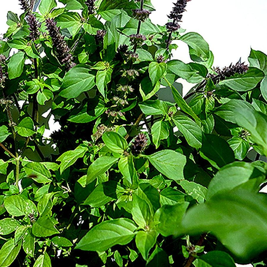 ITANSE ハーブ苗 ホーリーバジル(ラマトゥルシー) 9cmポット 3個セット