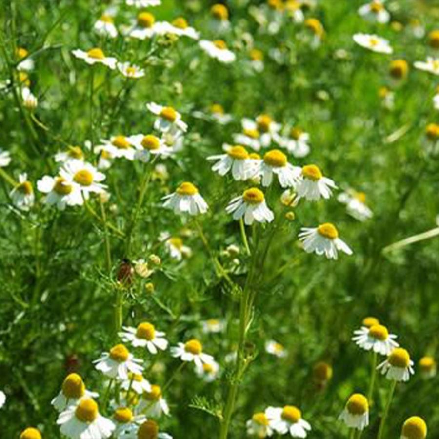 ハーブ苗 ローマンカモミール 9cmポット 3個セット 送料無料 Her 野菜苗 植物 青果物販売のitanse 通販 Yahoo ショッピング