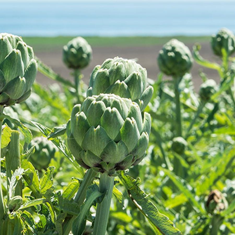 ハーブ苗 アーティチョーク グリーングローブ 9cmポット 3個セット 送料無料 Her 野菜苗 植物 青果物販売のitanse 通販 Yahoo ショッピング