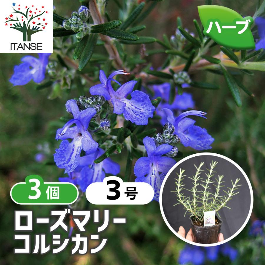 ハーブ苗 ローズマリー コルシカン 9cmポット 3個セット 送料無料 Her 野菜苗 植物 青果物販売のitanse 通販 Yahoo ショッピング