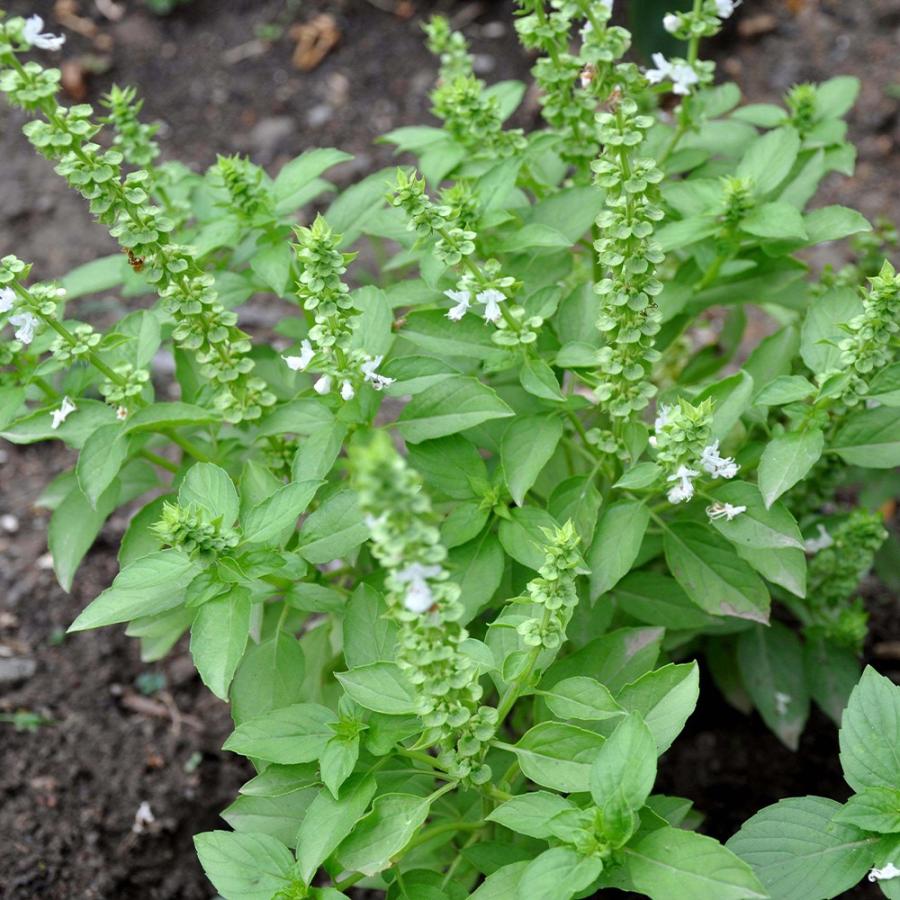 ハーブ苗 ホーリーバジル ヴァナ トゥルシー 9cmポット 3個セット 送料無料 Her 野菜苗 植物 青果物販売のitanse 通販 Yahoo ショッピング