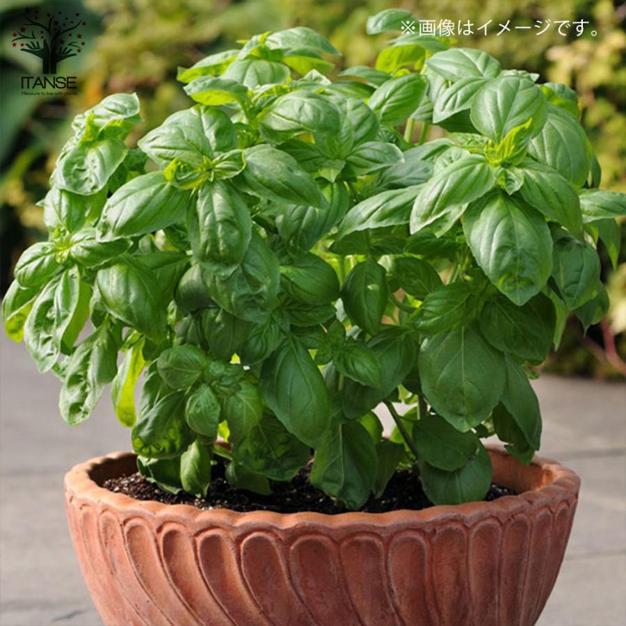 全国宅配無料 オレンジミント 9 0cmポット 本セット 送料無料 保付 植木 庭木 Hlt No