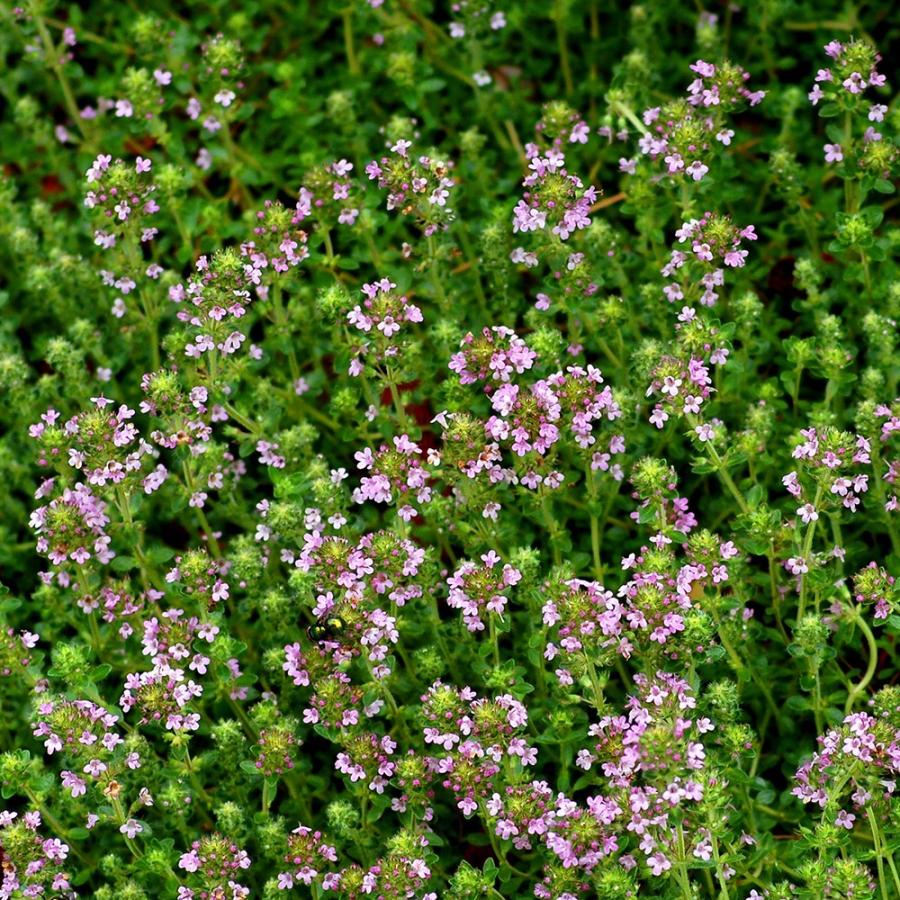 ハーブ苗 ラベンダー タイム 9cmポット 3個セット 送料無料 Her 野菜苗 植物 青果物販売のitanse 通販 Yahoo ショッピング