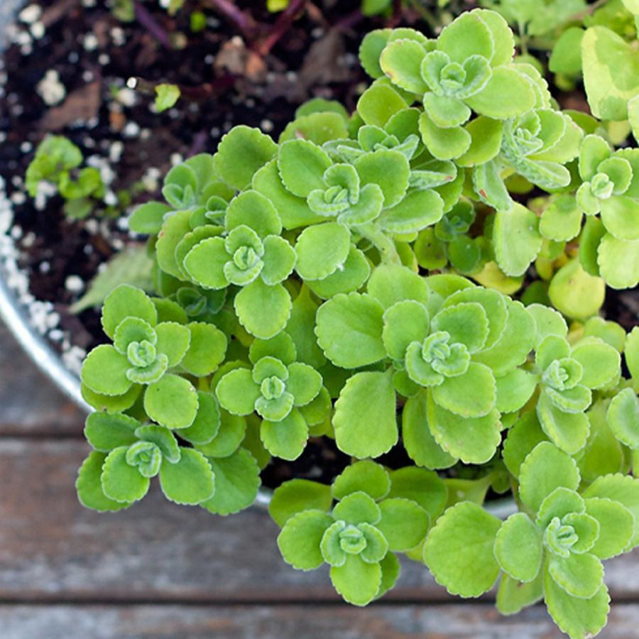 アロマティカス ポットごと発送！無農薬 多肉植物/ハーブ m24 【公式