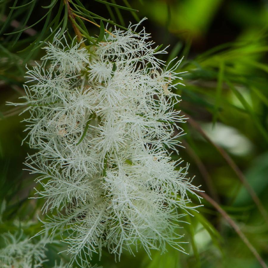 ITANSE ハーブ苗 ティーツリーメディカル 9cmポット 3個セット 送料