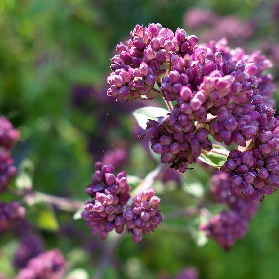 ハーブ苗 オレガノ コモン 9cmポット 3個セット 送料無料 Her 野菜苗 植物 青果物販売のitanse 通販 Yahoo ショッピング