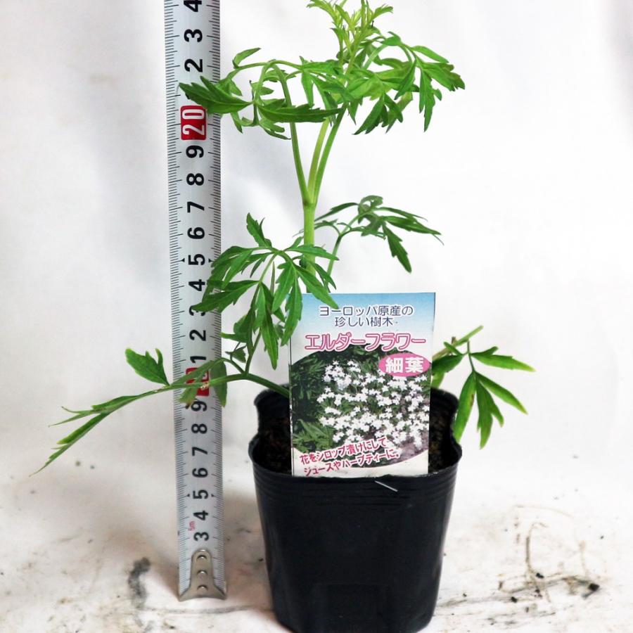 ハーブ苗 エルダーベリー細葉 エルダーフラワー 9cmポット 2個セット 送料無料 Her 野菜苗 植物 青果物販売のitanse 通販 Yahoo ショッピング