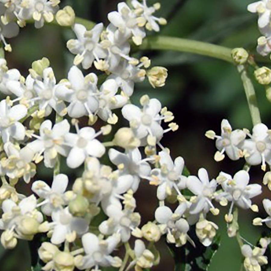 ハーブ苗 エルダーベリー細葉 エルダーフラワー 9cmポット 2個セット 送料無料 Her 野菜苗 植物 青果物販売のitanse 通販 Yahoo ショッピング