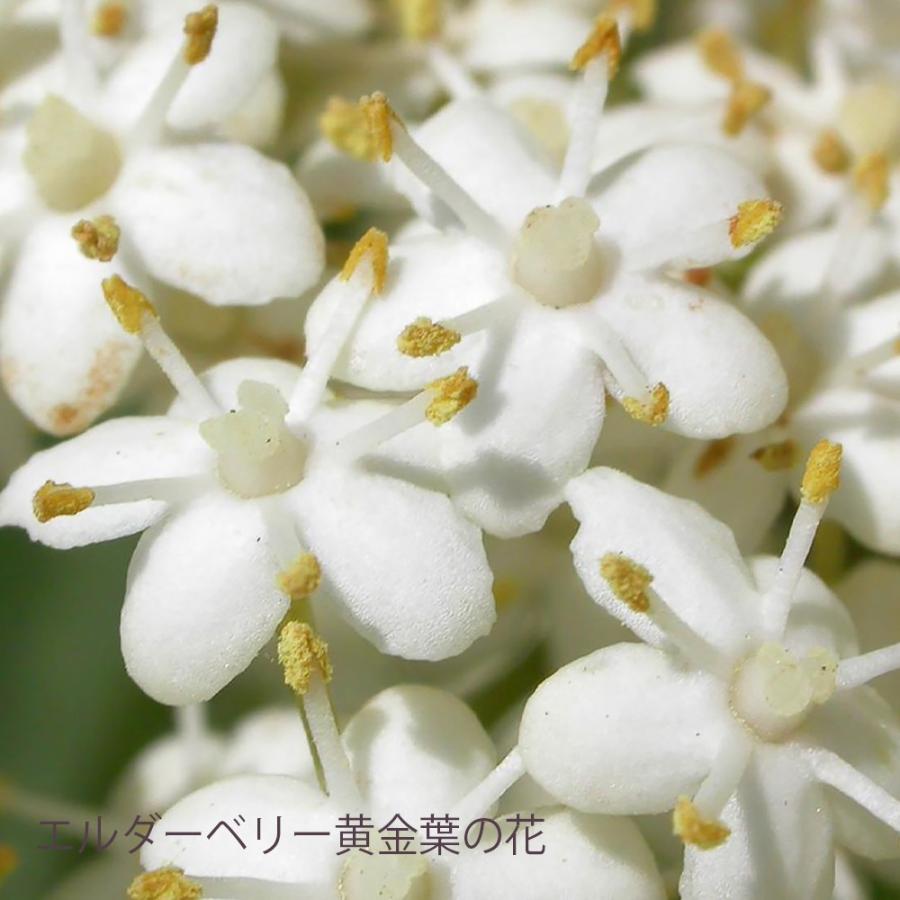 ハーブ苗 エルダーベリー黄金葉 エルダーフラワー 9cmポット 2個セット 送料無料 Her 野菜苗 植物 青果物販売のitanse 通販 Yahoo ショッピング