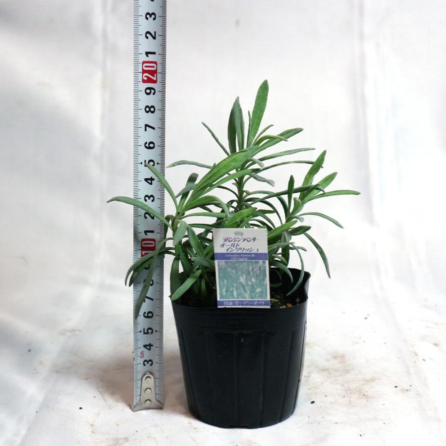 ITANSE ラベンダーの苗 オールドイングリッシュ ハーブの苗 9cm ITANSE ラベンダーの苗 オールドイングリッシュ ハーブの苗 9cm