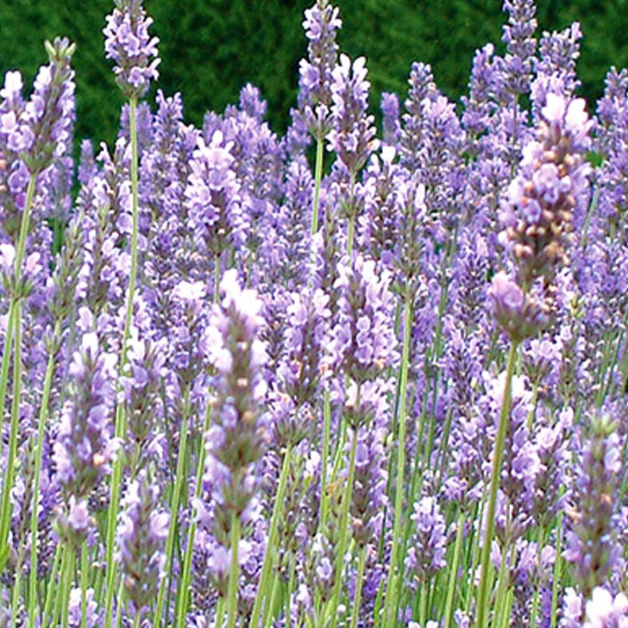 イングリッシュラベンダー セリーヌ 約35cm 20苗セット イングリッシュラベンダー セリーヌ 約35cm 20苗セット