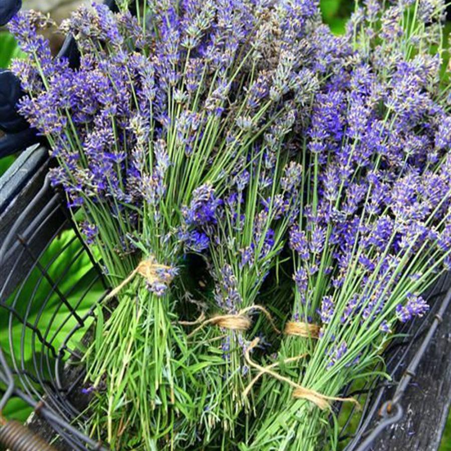 ITANSE ラベンダーの苗 オールドイングリッシュ ハーブの苗 9cmポット