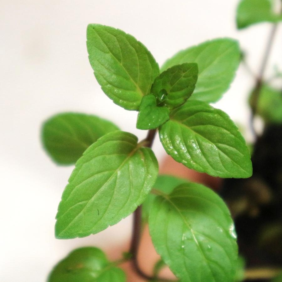ハーブ苗 ペパーミントアメリカンブラック ハーブ大苗10 5cmポット 2個セット 送料無料 Her 野菜苗 植物 青果物販売のitanse 通販 Yahoo ショッピング