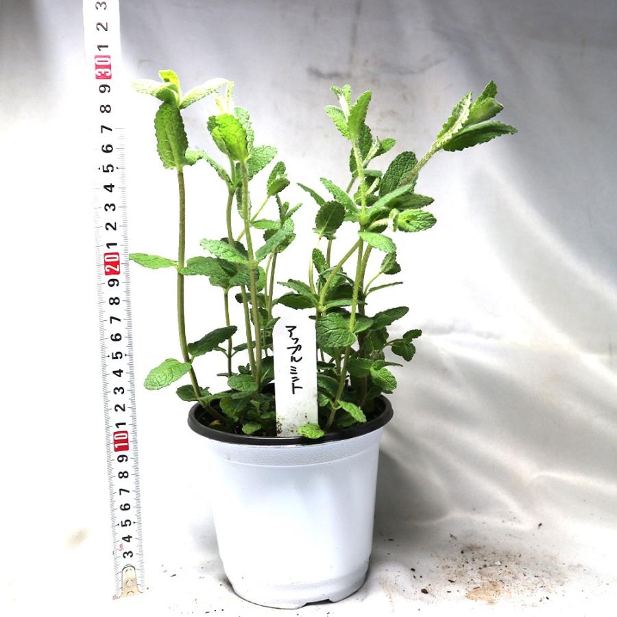 ハーブ苗 アップルミント Bn硬質12cmポット 2個セット 送料無料 Her 野菜苗 植物 青果物販売のitanse 通販 Yahoo ショッピング