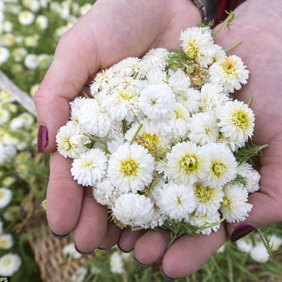 定番のお歳暮 ハーブの苗 カモミール ダブルフラワーカモミール3号ポット ハーブ