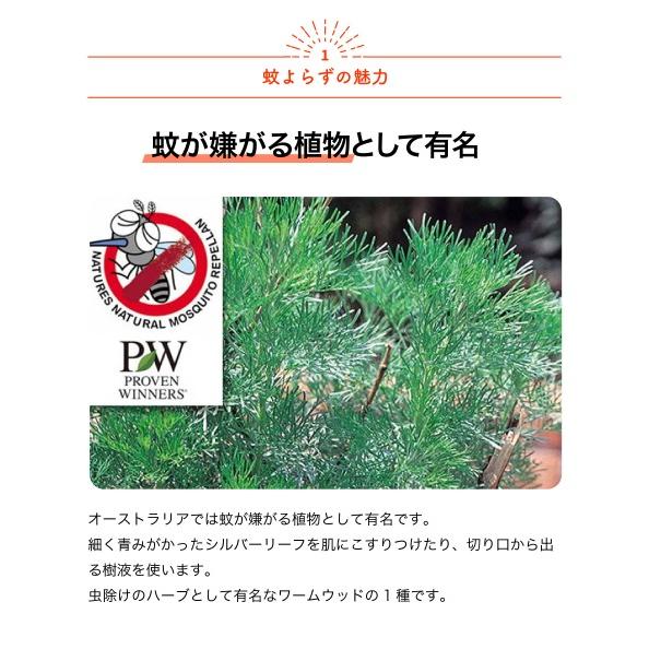 ITANSE 蚊よらず(アルテメシア サザンウッド) ハーブ苗 9cmポット 3個