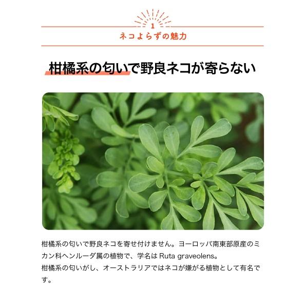 ITANSE ネコよらず ハーブ苗 9cmポット お買い得3個セット ヘンルーダ