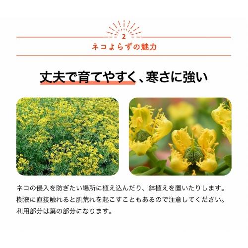 ITANSE ネコよらず ハーブ苗 9cmポット お買い得3個セット ヘンルーダ