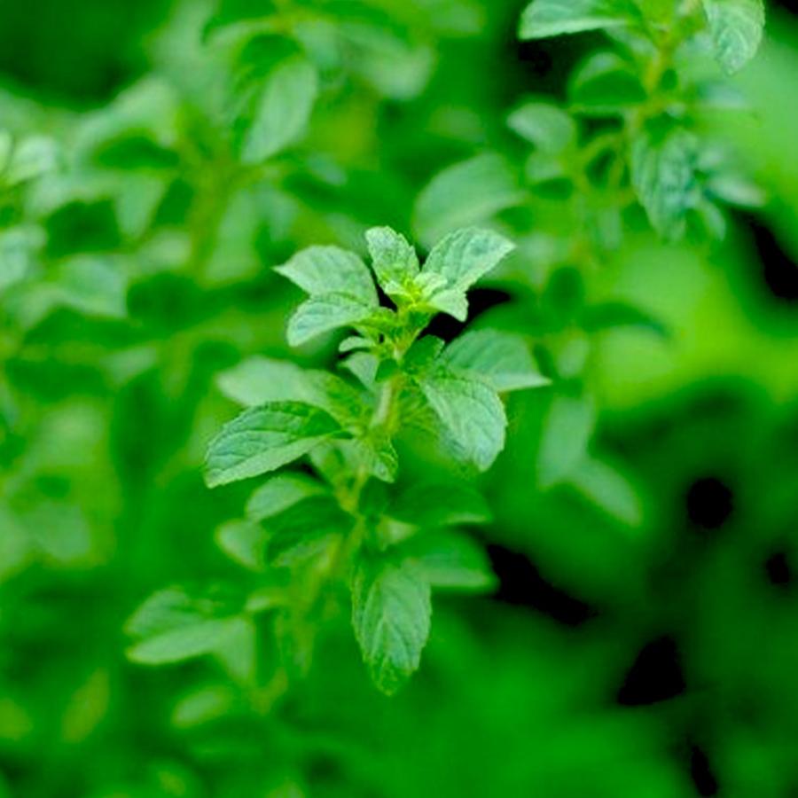 買得 ペニーロイヤルミント 9 0cmポット 25本セット 送料無料 保付 植木 庭木 Hlt No