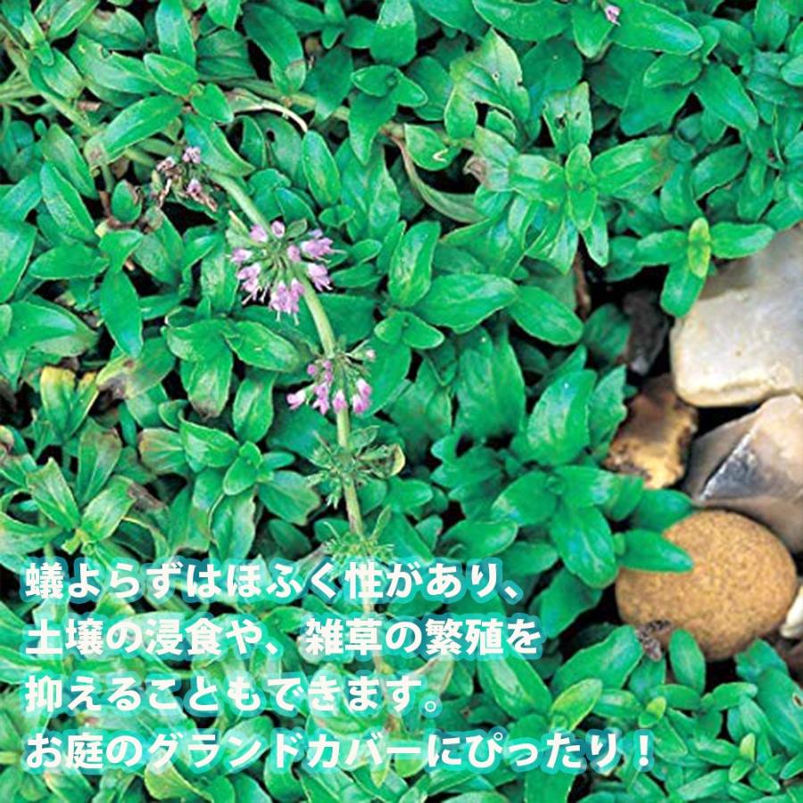 アリよらず ペニーロイヤルミント ハーブ苗 9cmポット 3個セット 送料無料 Her 野菜苗 植物 青果物販売のitanse 通販 Yahoo ショッピング