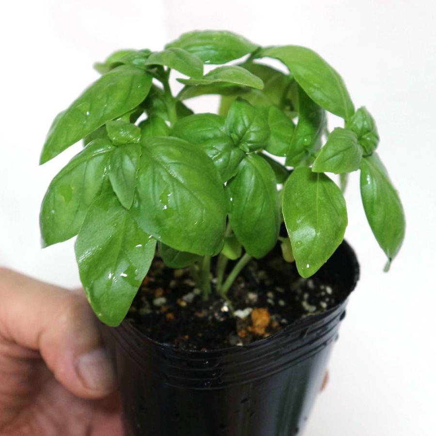 ハーブ苗 ジェノベーゼスイートバジル 9cmポット 3個セット 送料無料 Her000 野菜苗 植物 青果物販売のitanse 通販 Yahoo ショッピング