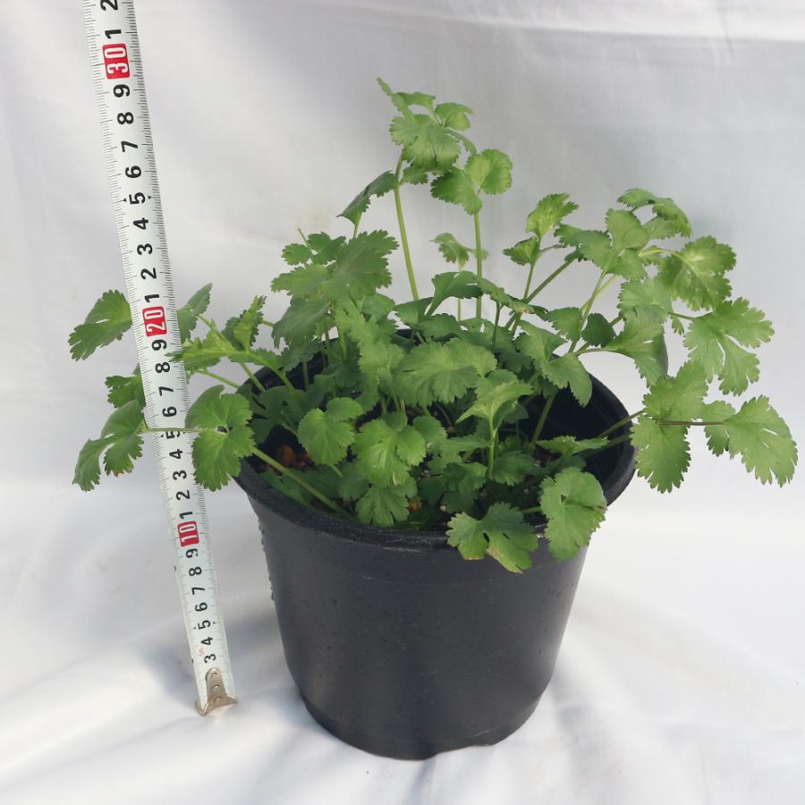 パクチー苗 品種 晩抽性コリアンダー エスニカン 野菜苗 18cmポット 1個 肥料付き 栽培セット 即出荷 送料無料 Her 野菜苗 植物 青果物販売のitanse 通販 Yahoo ショッピング