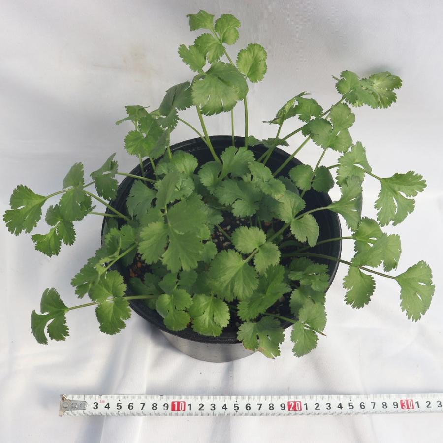 パクチー苗 品種 晩抽性コリアンダー エスニカン 野菜苗 18cmポット 1個 肥料付き 栽培セット 即出荷 送料無料 Her 野菜苗 植物 青果物販売のitanse 通販 Yahoo ショッピング