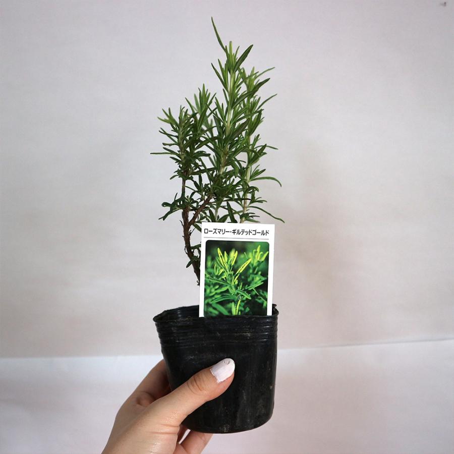 ハーブ苗 ローズマリー ギルテッドゴールド 9cm 2個セット 即出荷 送料無料 Her 野菜苗 植物 青果物販売のitanse 通販 Yahoo ショッピング