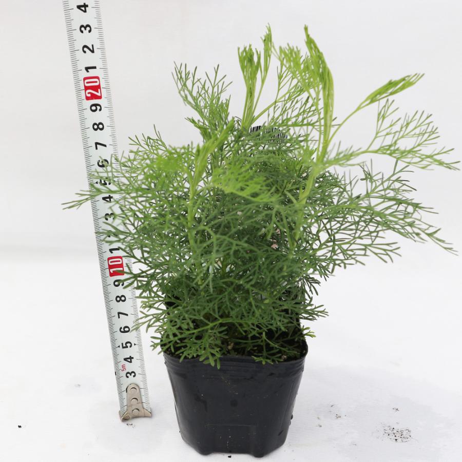 蚊よらず アルテメシア サザンウッド ハーブ苗 送料無料 9cmポット 激安格安割引情報満載 お買い得6個セット