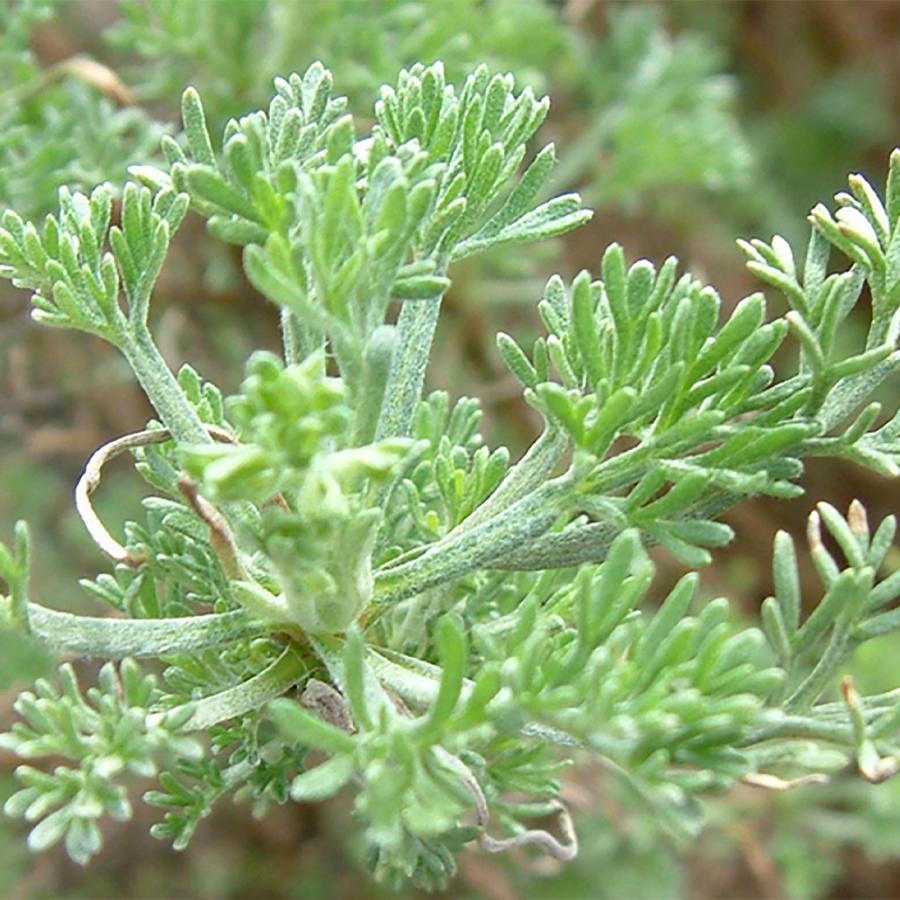 蚊よらず アルテメシア サザンウッド ハーブ苗 送料無料 9cmポット 激安格安割引情報満載 お買い得6個セット