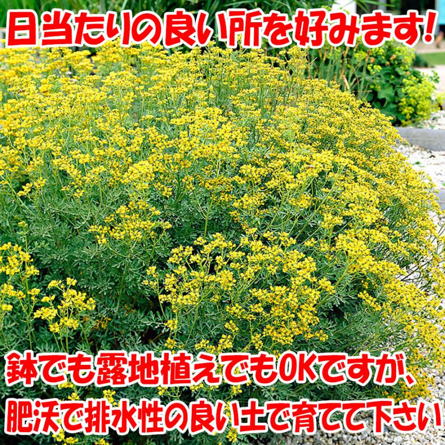 ネコよらず ルー ハーブ苗 9cmポット お買い得6個セット ヘンルーダ 送料無料 Her 野菜苗 植物 青果物販売のitanse 通販 Yahoo ショッピング