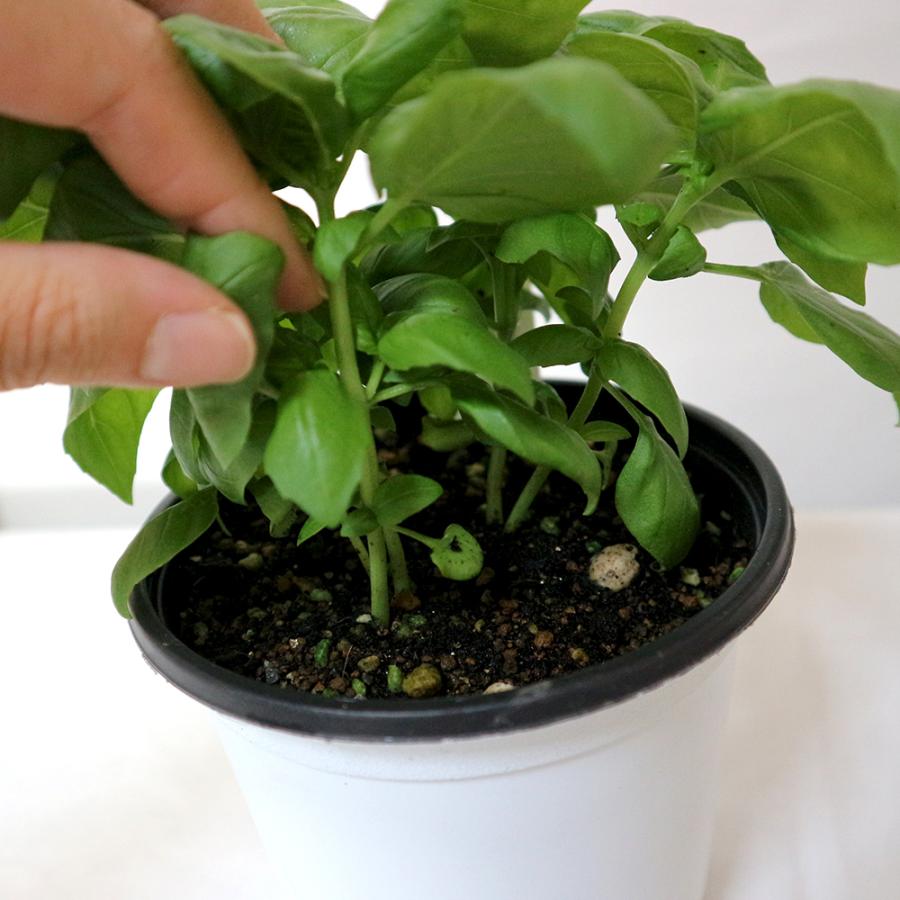 バジル苗 エバーリーフジェノベーゼバジル 12cmポット 1個 人気のハーブ苗 送料無料 Her 野菜苗 植物 青果物販売のitanse 通販 Yahoo ショッピング