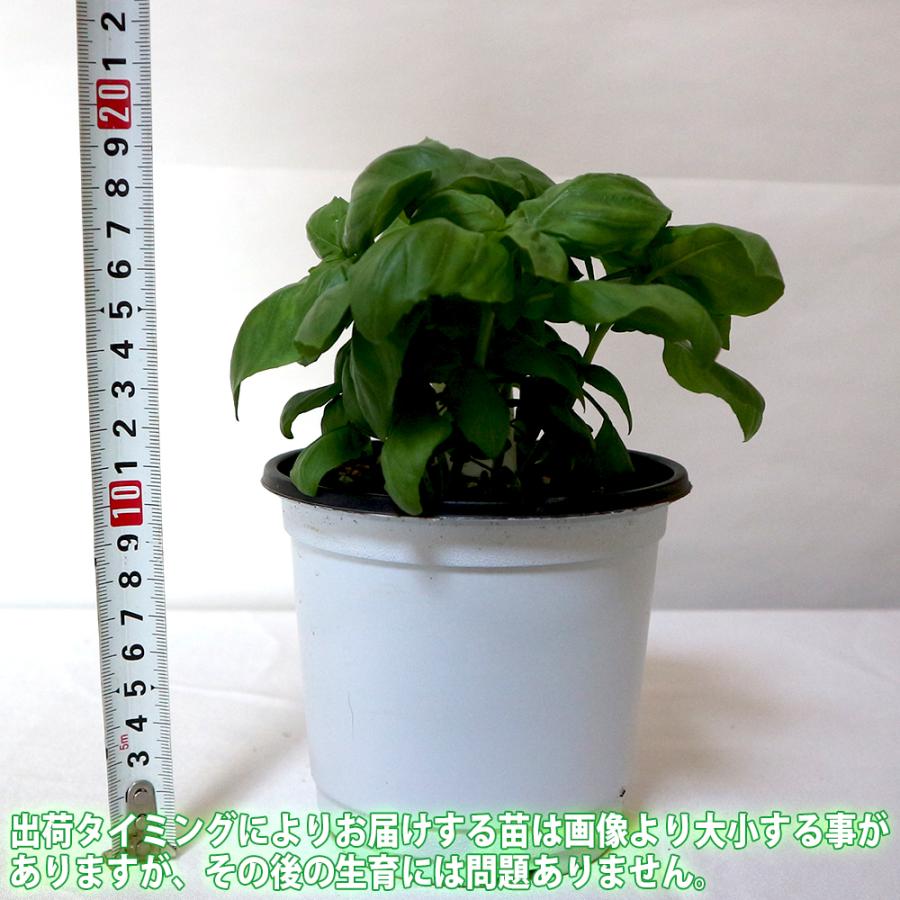 ITANSE バジル苗 エバーリーフジェノベーゼバジル 12cmポット 2個