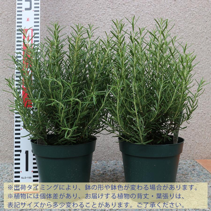 ローズマリー マリンブルー ハーブ苗 5号鉢 2個セット ローズマリーの苗 苗木 大苗 送料無料 Her 野菜苗 植物 青果物販売のitanse 通販 Yahoo ショッピング