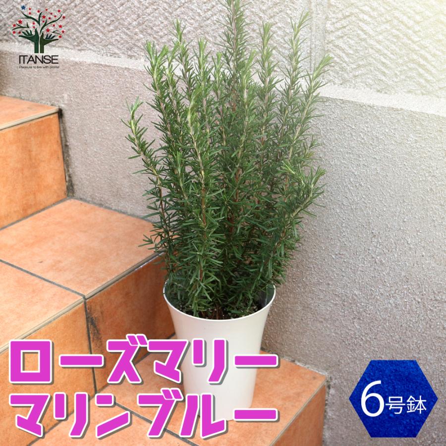 ローズマリーの苗 マリンブルー ハーブの苗 立性 6号プラスチック鉢大苗 1個売り 料理 ガーデニング 家庭菜園 簡単 送料無料 Her 野菜苗 植物 青果物販売のitanse 通販 Yahoo ショッピング