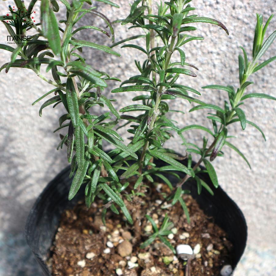 ローズマリー マリンブルー ハーブの苗 5号鉢大苗 1個売り 料理 ガーデニング 家庭菜園 ボタニカルライフ ベランダ菜園 送料無料 Her 野菜苗 植物 青果物販売のitanse 通販 Yahoo ショッピング
