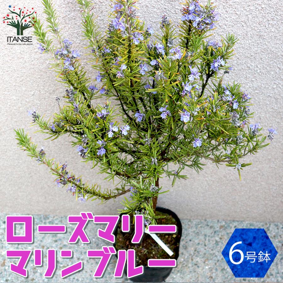 ローズマリー マリンブルー ハーブの苗 6号鉢 1個売り 料理 ガーデニング 家庭菜園 簡単 送料無料 Her 野菜苗 植物 青果物販売のitanse 通販 Yahoo ショッピング